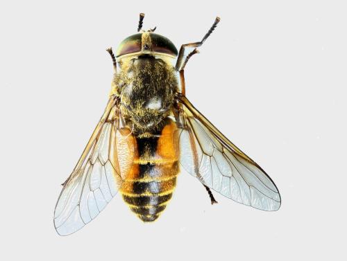 Réf. 306 078 : Hybomitra distinguenda